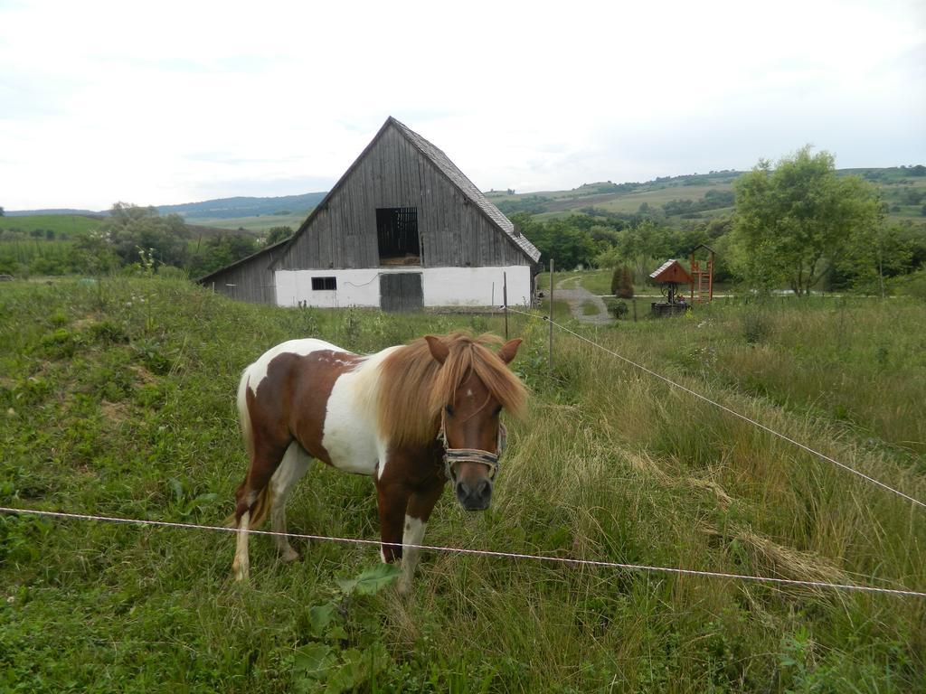 Pensiunea Violeta Saschiz Exterior foto